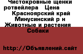 Чистокровные щенки ротвейлера › Цена ­ 8 000 - Красноярский край, Минусинский р-н Животные и растения » Собаки   